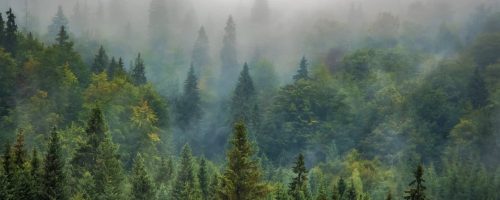 The world’s boreal forests may be shrinking from climate change