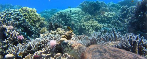 Symbiotic partnerships with algae help corals weather thermal stress