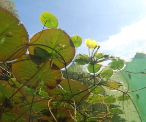 New floating sea farms could increase both food security and freshwater supplies