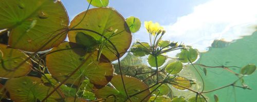 New floating sea farms could increase both food security and freshwater supplies