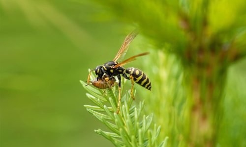 Much-maligned wasps do us a world of good