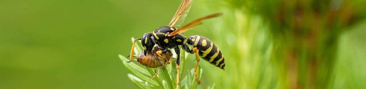 Much-maligned wasps do us a world of good