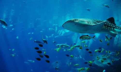 Shipping poses grave risks to whale sharks worldwide