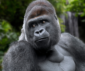 Gorilla Dies in Calgary Zoo Due to Human Error