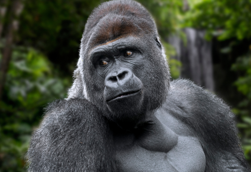 Gorilla Dies in Calgary Zoo Due to Human Error