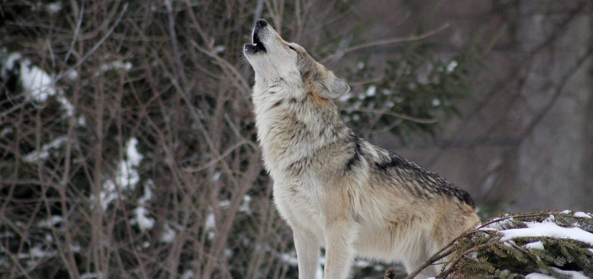 Wolf protection in Europe has become deeply political