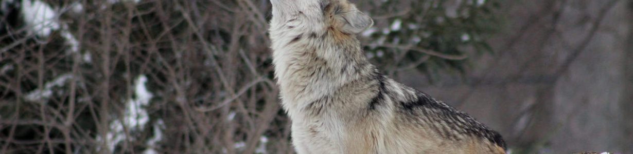 Wolf protection in Europe has become deeply political