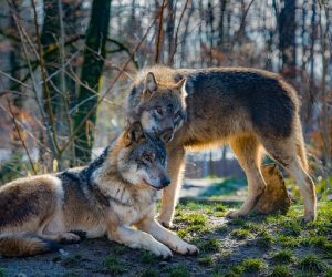 Wolves May Be Pollinators as Well as Predators, Study Suggests