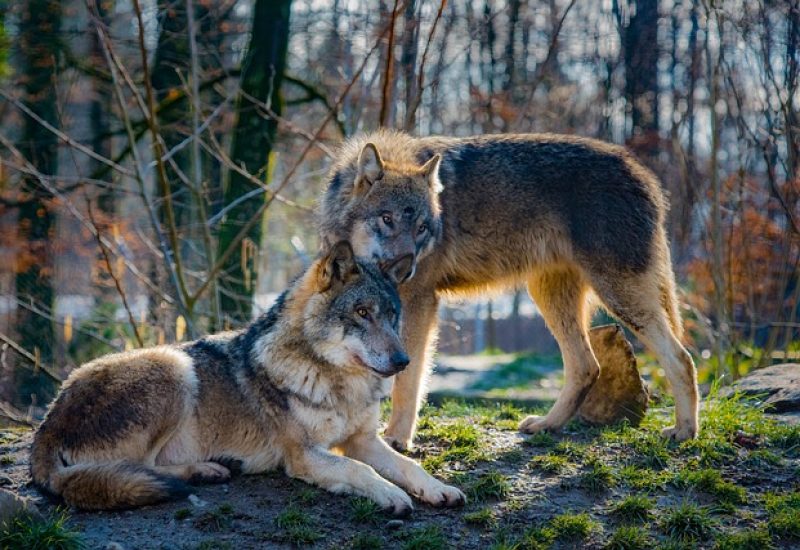 Wolves May Be Pollinators as Well as Predators, Study Suggests