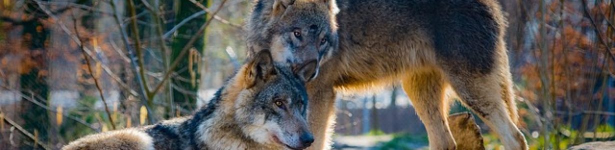 Wolves May Be Pollinators as Well as Predators, Study Suggests