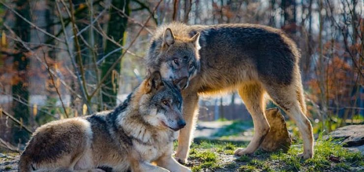 Wolves May Be Pollinators as Well as Predators, Study Suggests